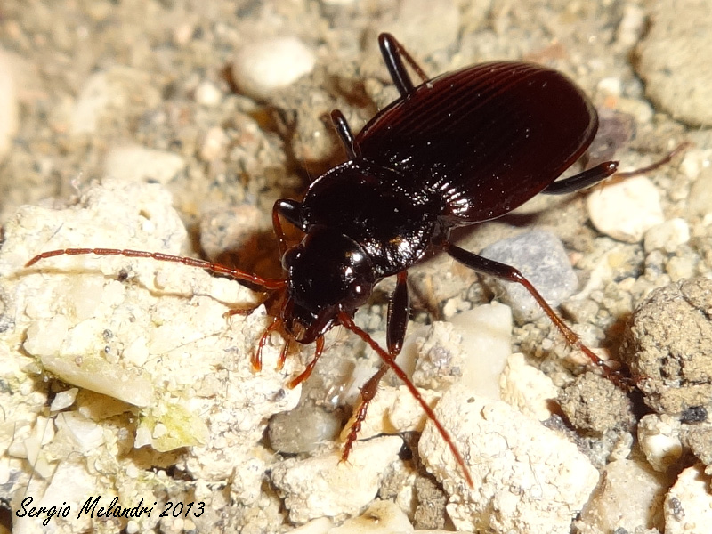 ID 1: Nebria brevicollis